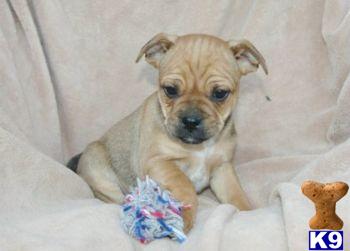 Mixed Breed Puppies for Sale